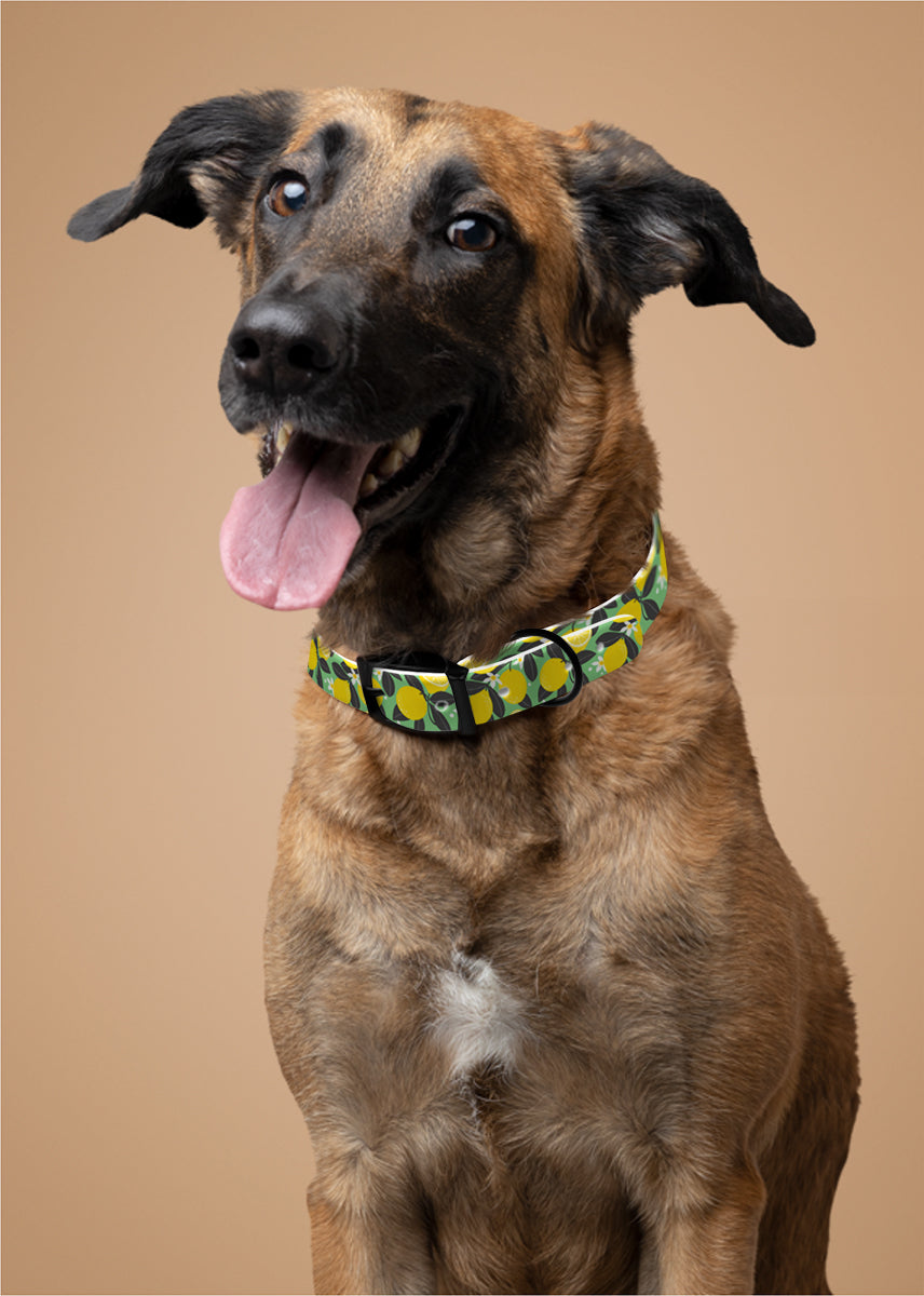 Personalized Lemon Dog Collar | Antimicrobial, Waterproof & Odor Resistant
